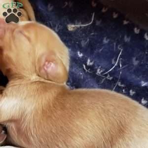 Teddy boy- Mini, Dachshund Puppy